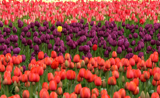 Celebrations, Evolutions & JAMU in Bloom