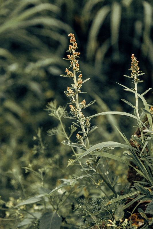 Steam Your Thing: V-Steaming, Mugwort and the Ritual’s Indonesian Roots