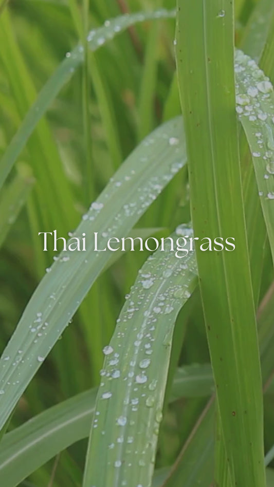 Thai Lemongrass organic body oil fragrance notes video highlighting fresh lemongrass and bright citrus aromatics