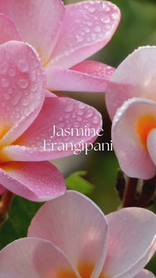 Jasmine Frangipani organic body oil fragrance notes video highlighting jasmine and tropical floral aromatics